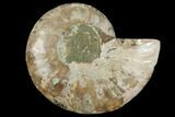 Agatized Ammonite Fossil (Half) #111511-1
